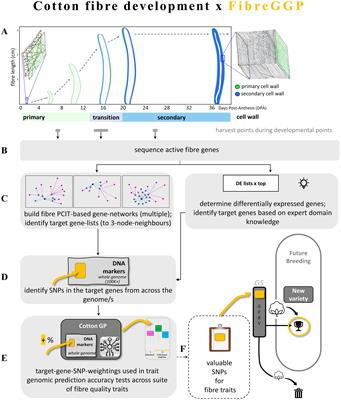 Leveraging transcriptomics-based approaches to enhance genomic prediction: integrating SNPs and gene networks for cotton fibre quality improvement